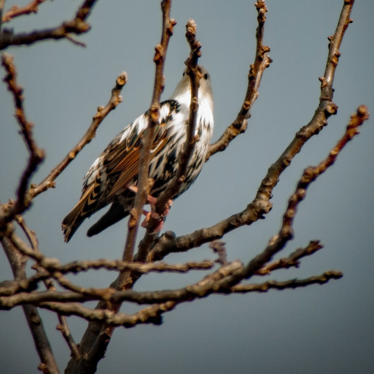 European Starling - ML124288291