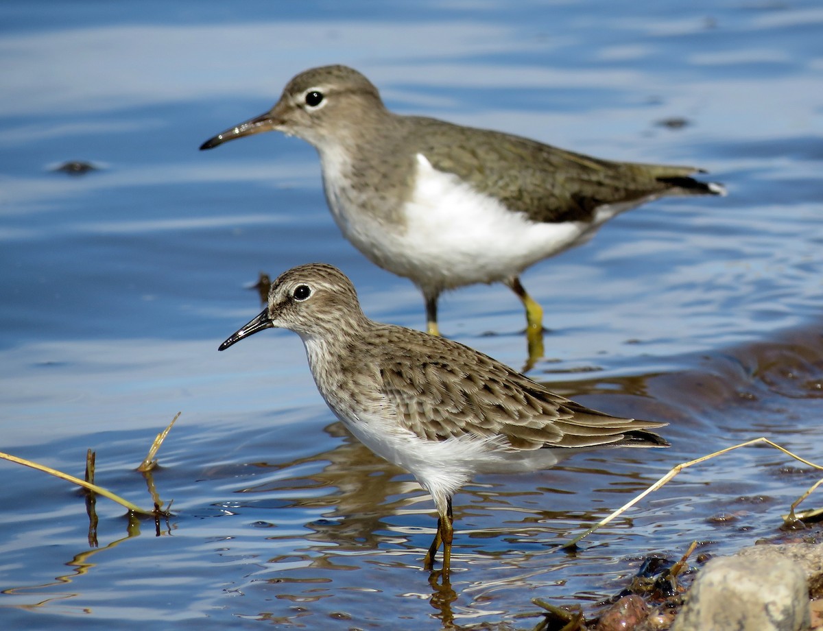 shorebird sp. - Ricardo Barrios