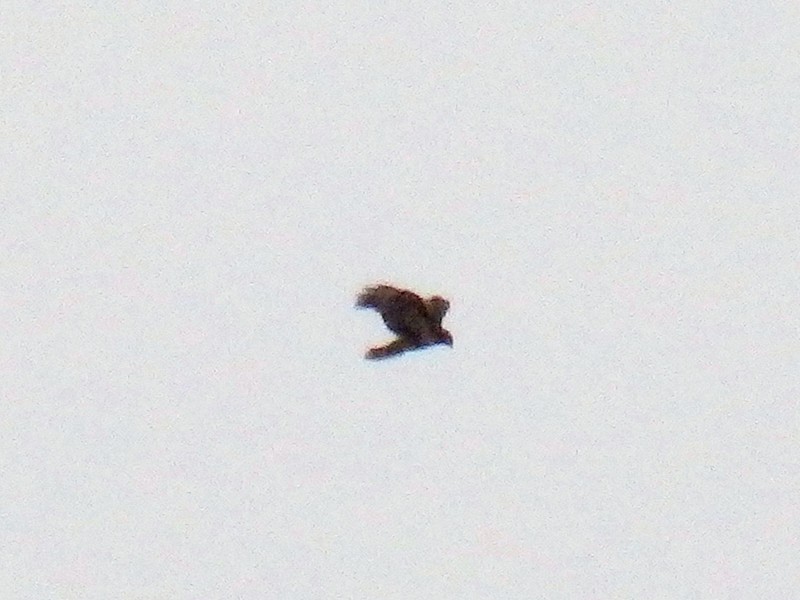 Red-tailed Hawk - Lancy Cheng