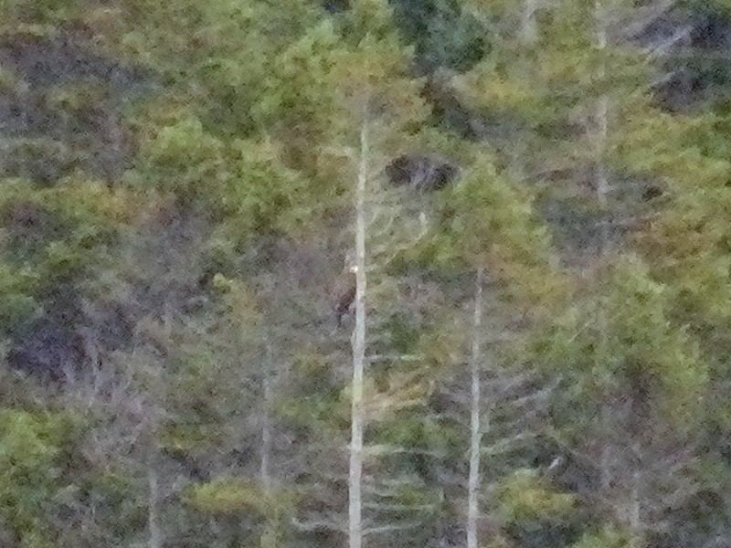 Red-tailed Hawk - ML124288881