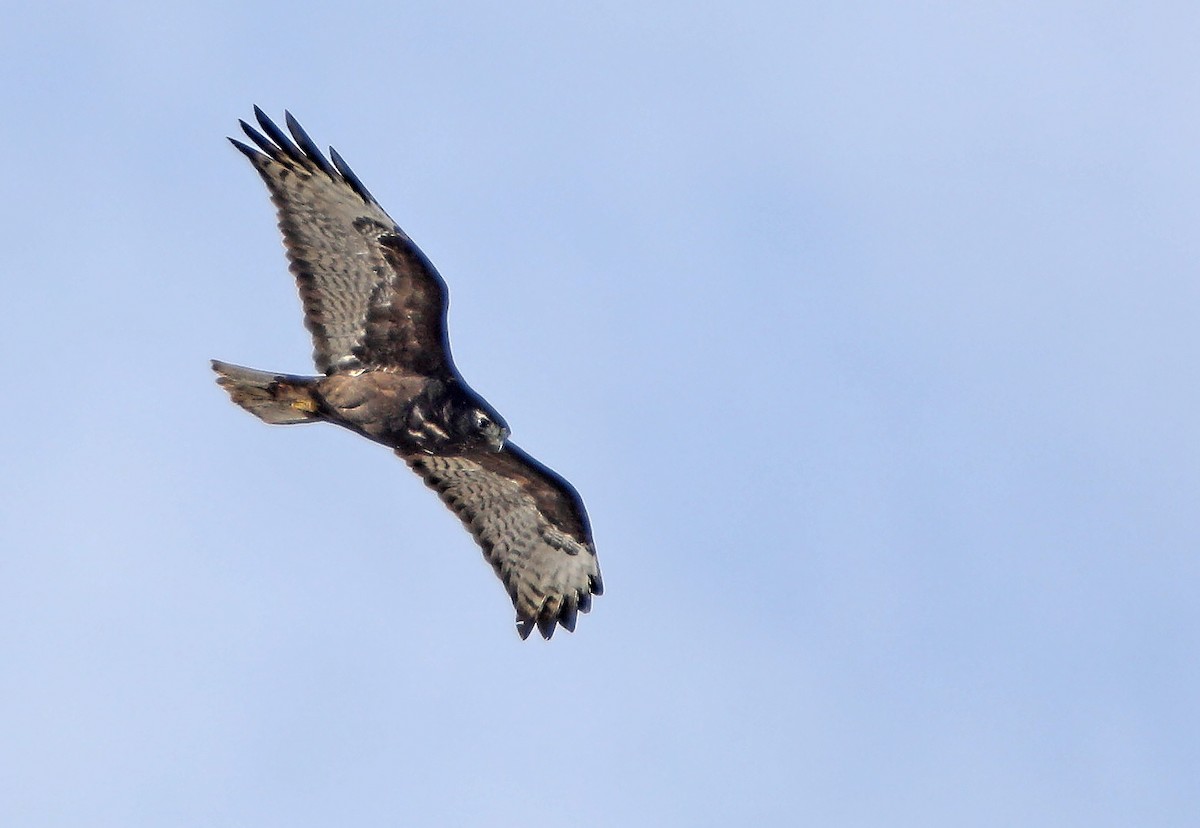 Red-tailed Hawk (Harlan's) - Elizabeth Winter