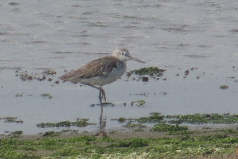 Common Greenshank - Anonymous