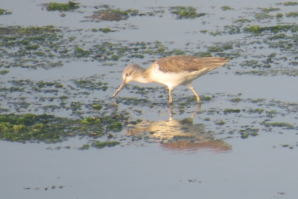 Common Greenshank - ML124292561