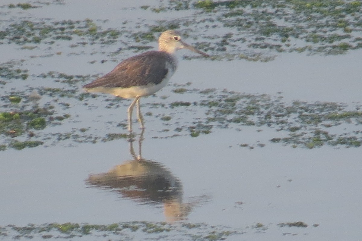 Common Greenshank - ML124292571