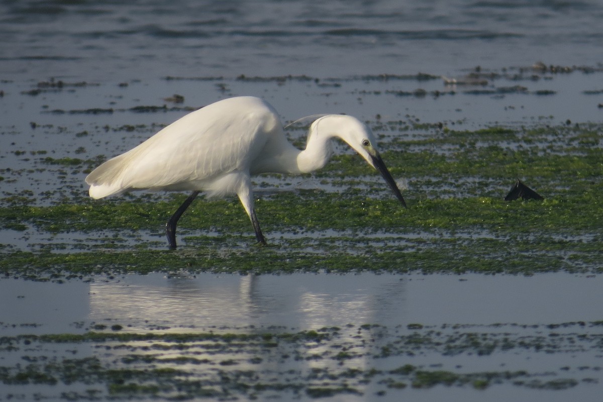 Little Egret - Anonymous