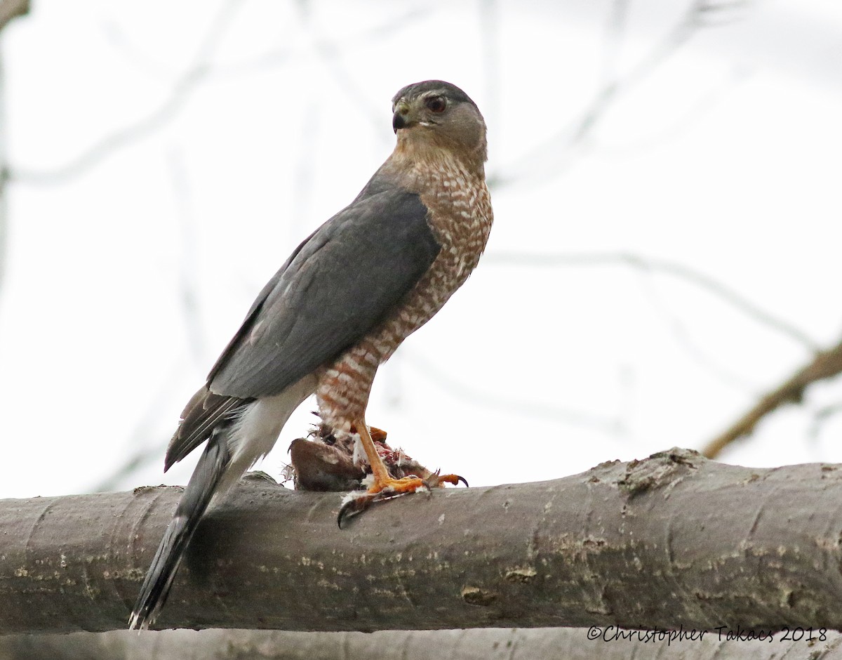 Cooper's Hawk - ML124293321