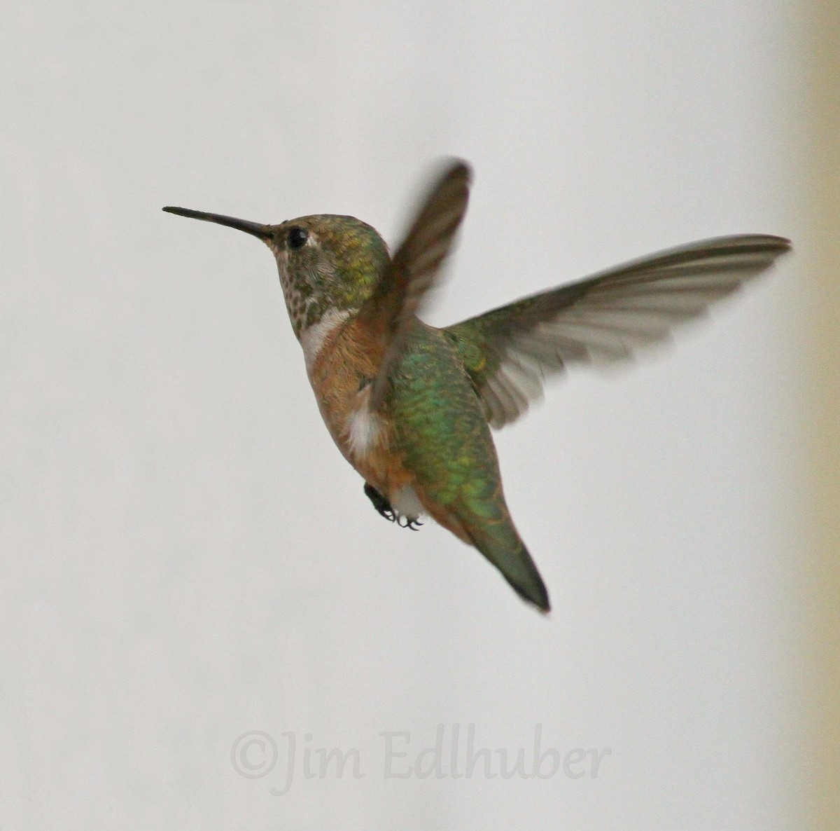 Rufous Hummingbird - ML124294061