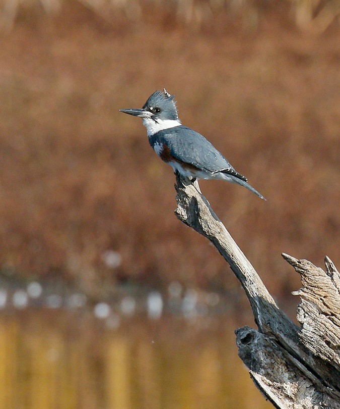 Belted Kingfisher - ML124294411