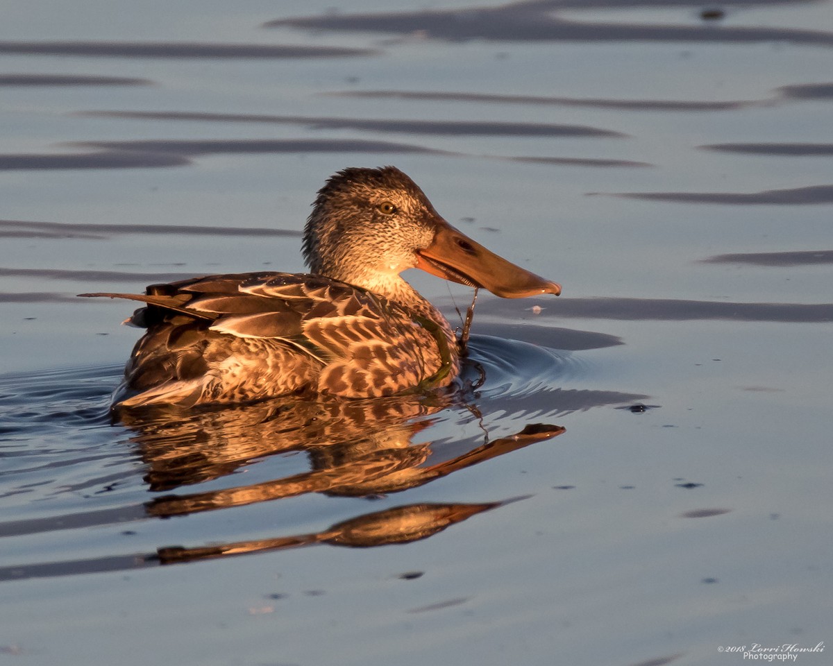 Northern Shoveler - ML124294751