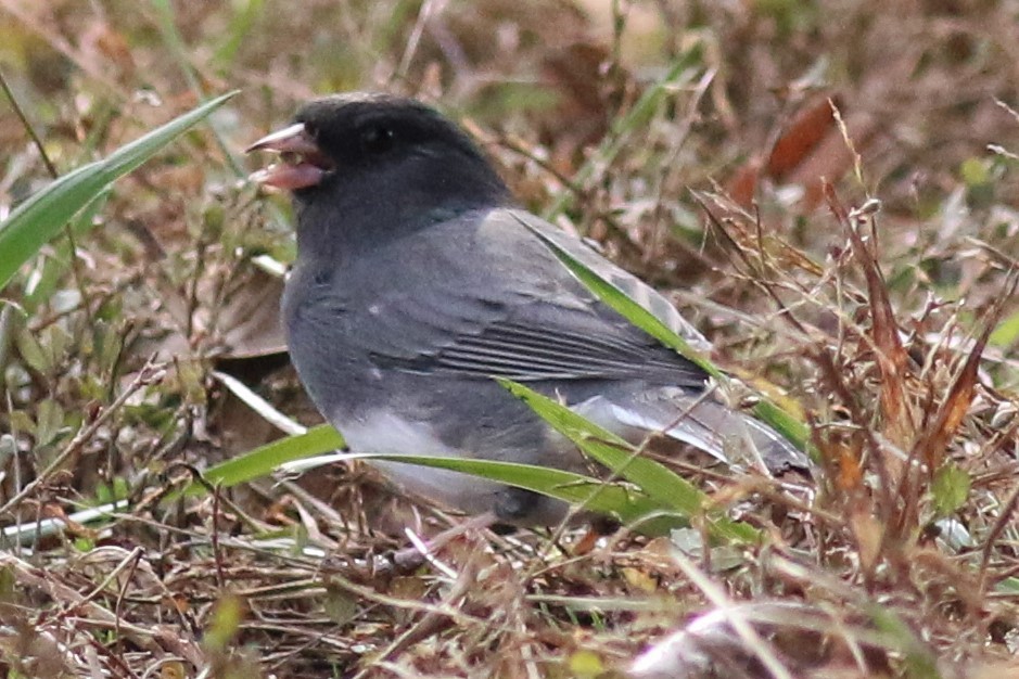 Dark-eyed Junco - ML124298601