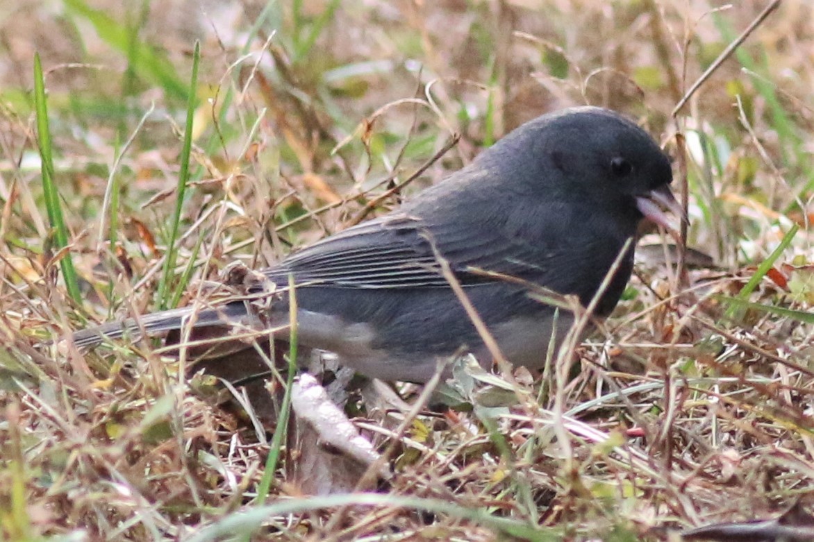 Dark-eyed Junco - ML124298611