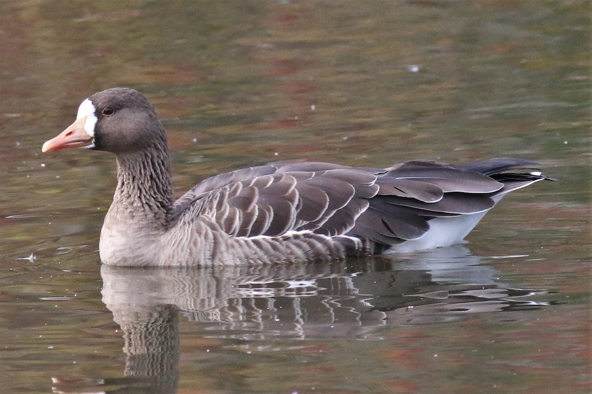 Greater White-fronted Goose - ML124298841