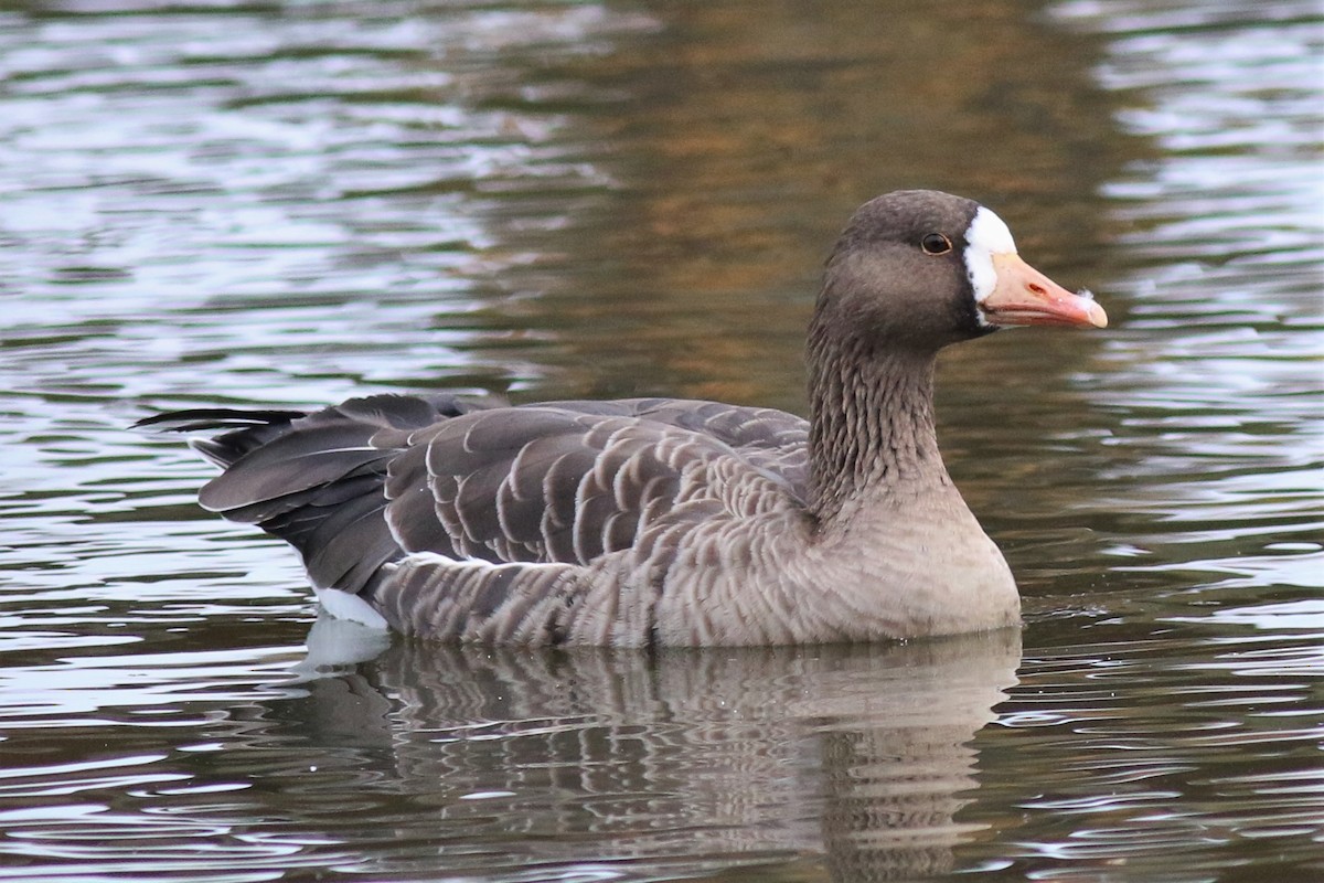 Greater White-fronted Goose - ML124298871