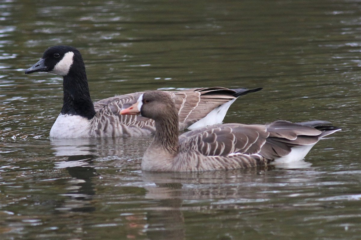 Greater White-fronted Goose - ML124298891