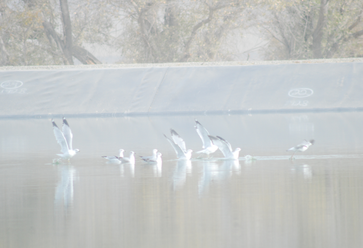 Ring-billed Gull - ML124299481