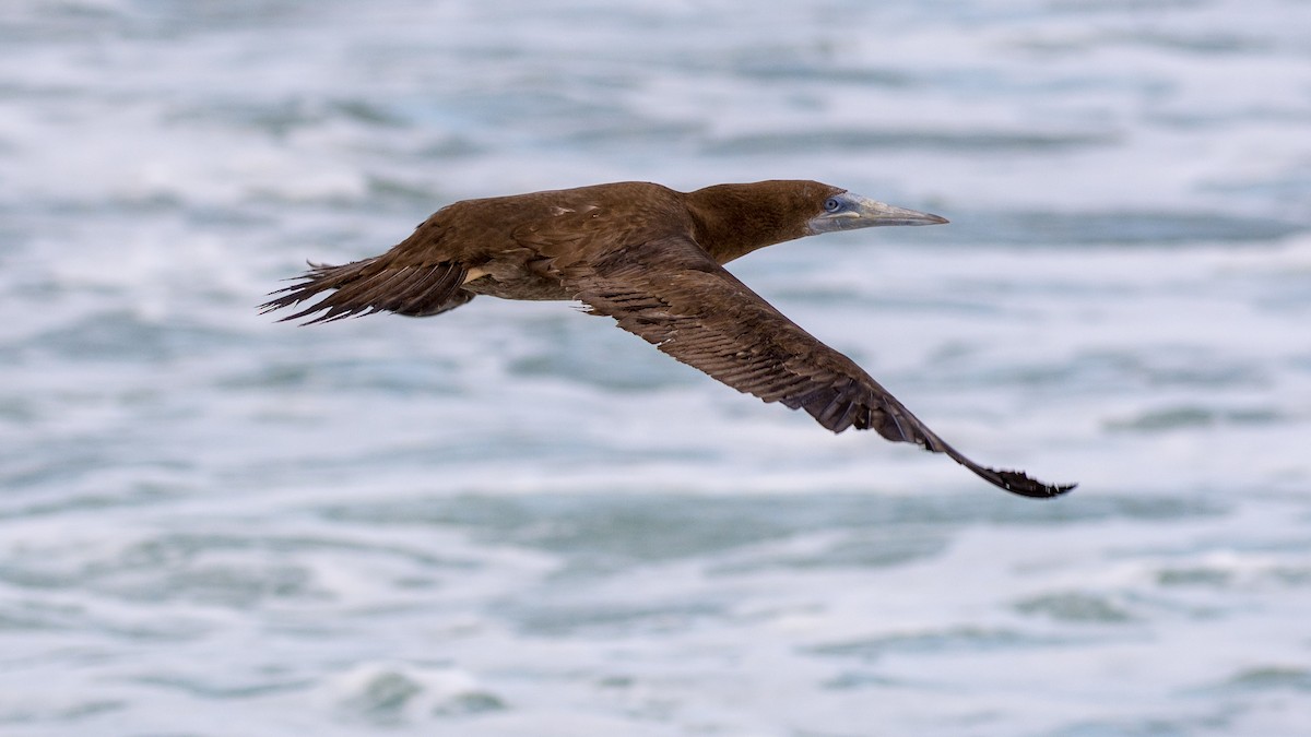 Brown Booby - ML124301611
