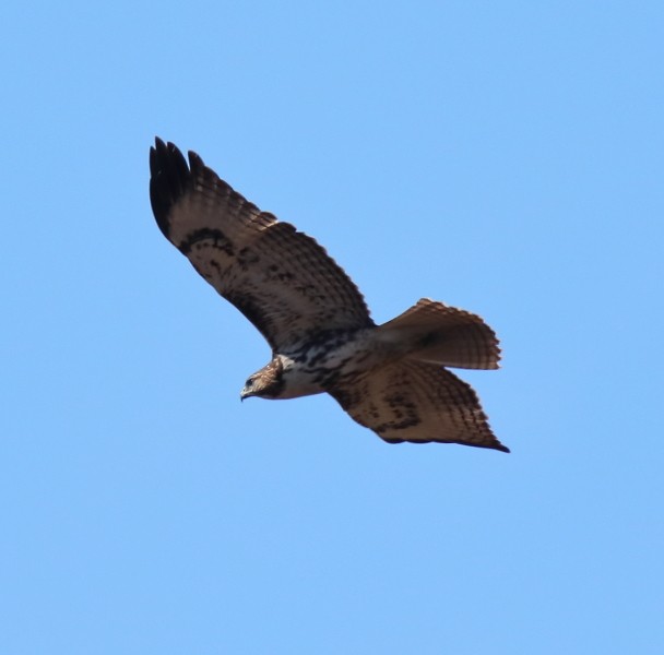 Red-tailed Hawk - Larry Edwards