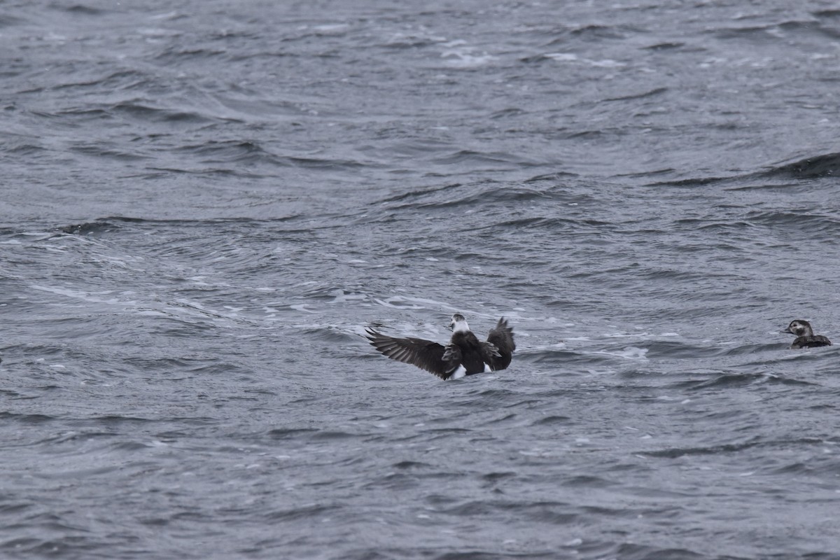 Long-tailed Duck - ML124303231