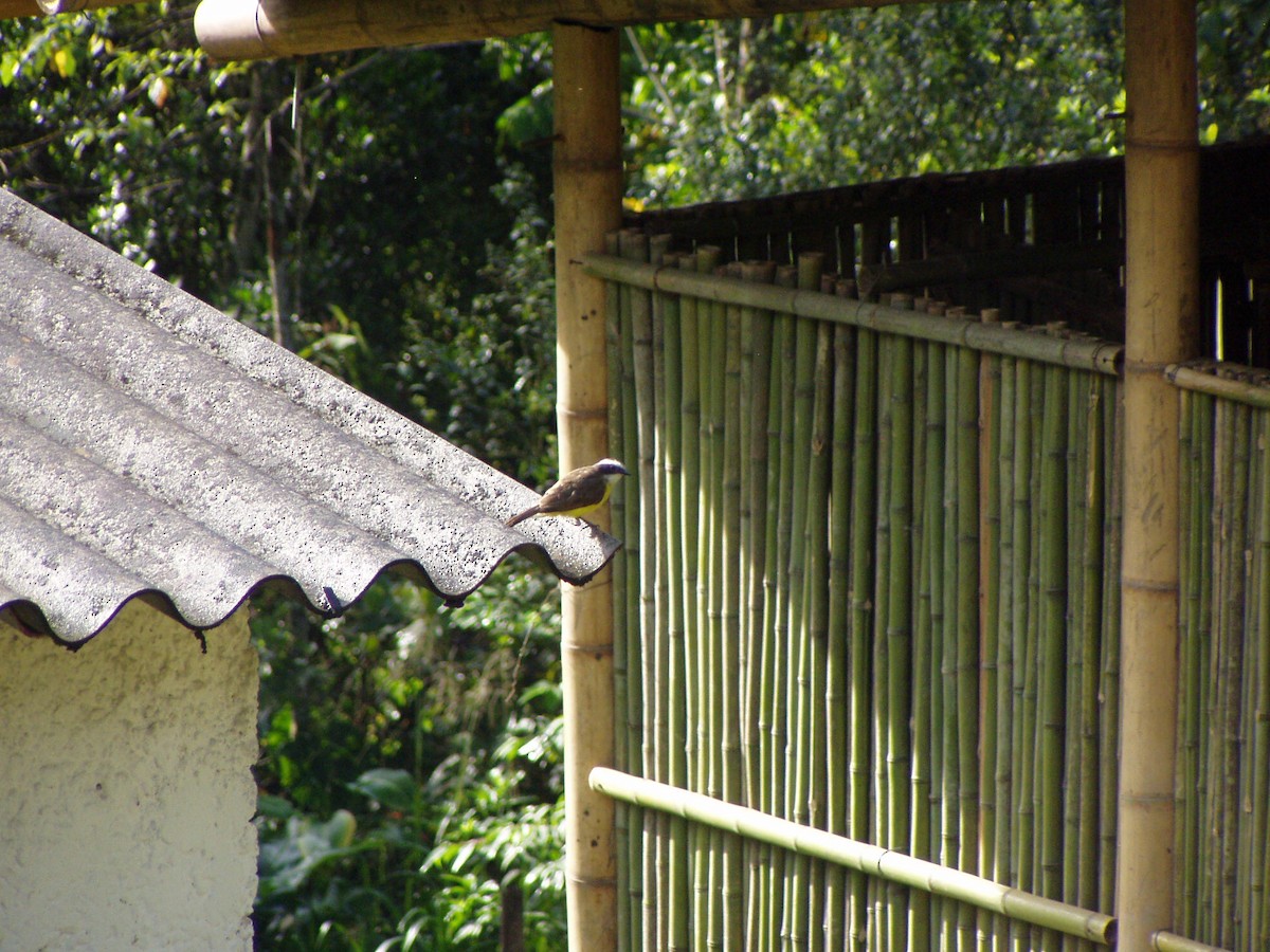 Rusty-margined Flycatcher - ML124306021