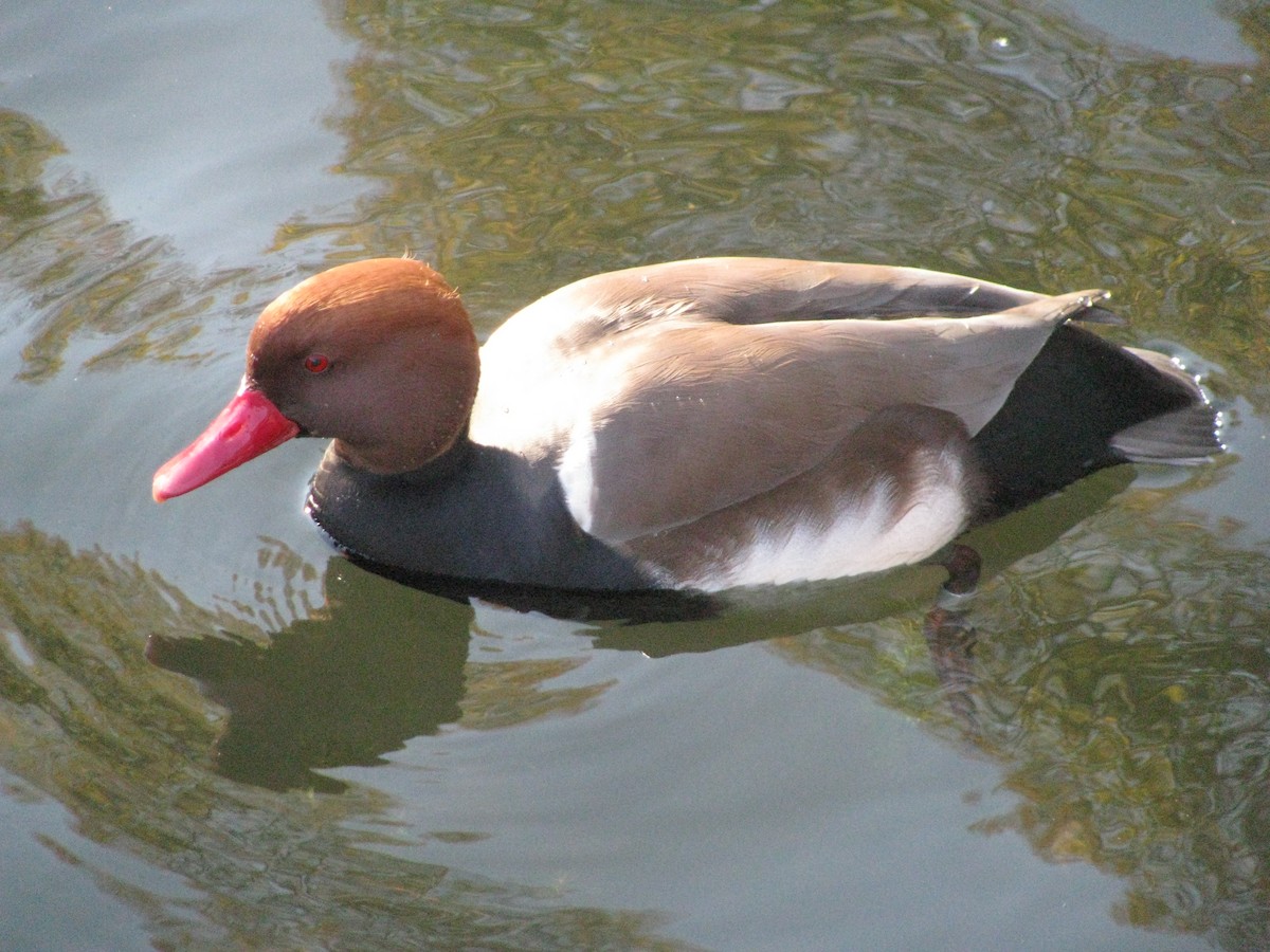 Red-crested Pochard - Anthony  Popiel