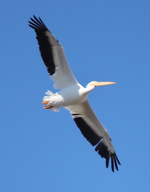 American White Pelican - ML124307071