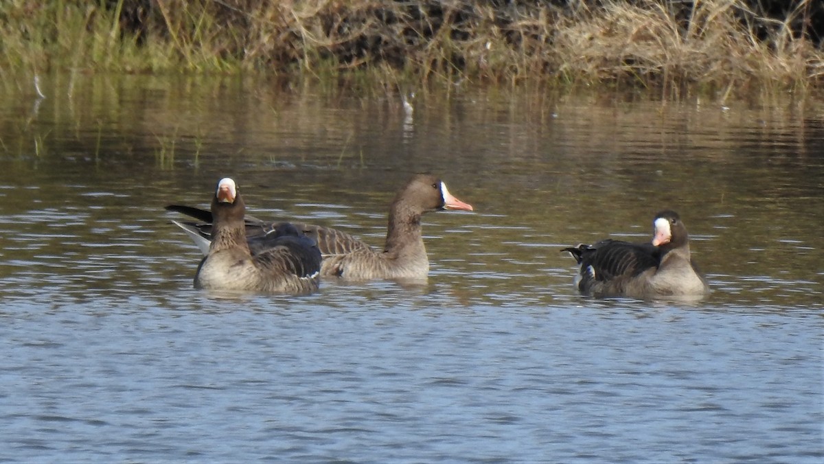 Манхин галуу - ML124307161