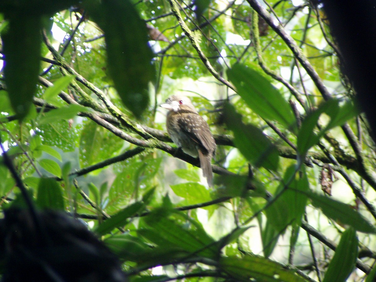 Moustached Puffbird - ML124307771