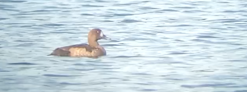 Greater Scaup - ML124310991