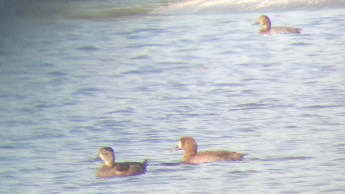 Greater Scaup - João Tiago Tavares