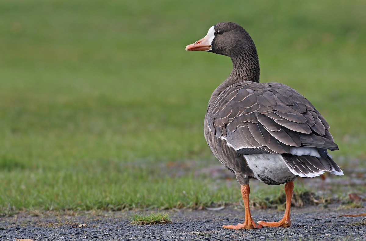 Greater White-fronted Goose (Greenland) - Jeremiah Trimble