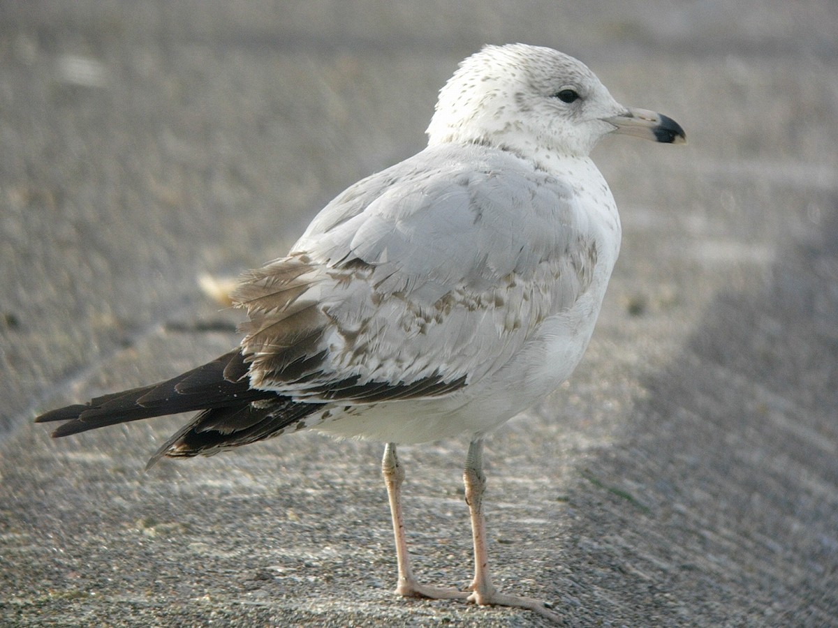 Ring-billed Gull - ML124312611