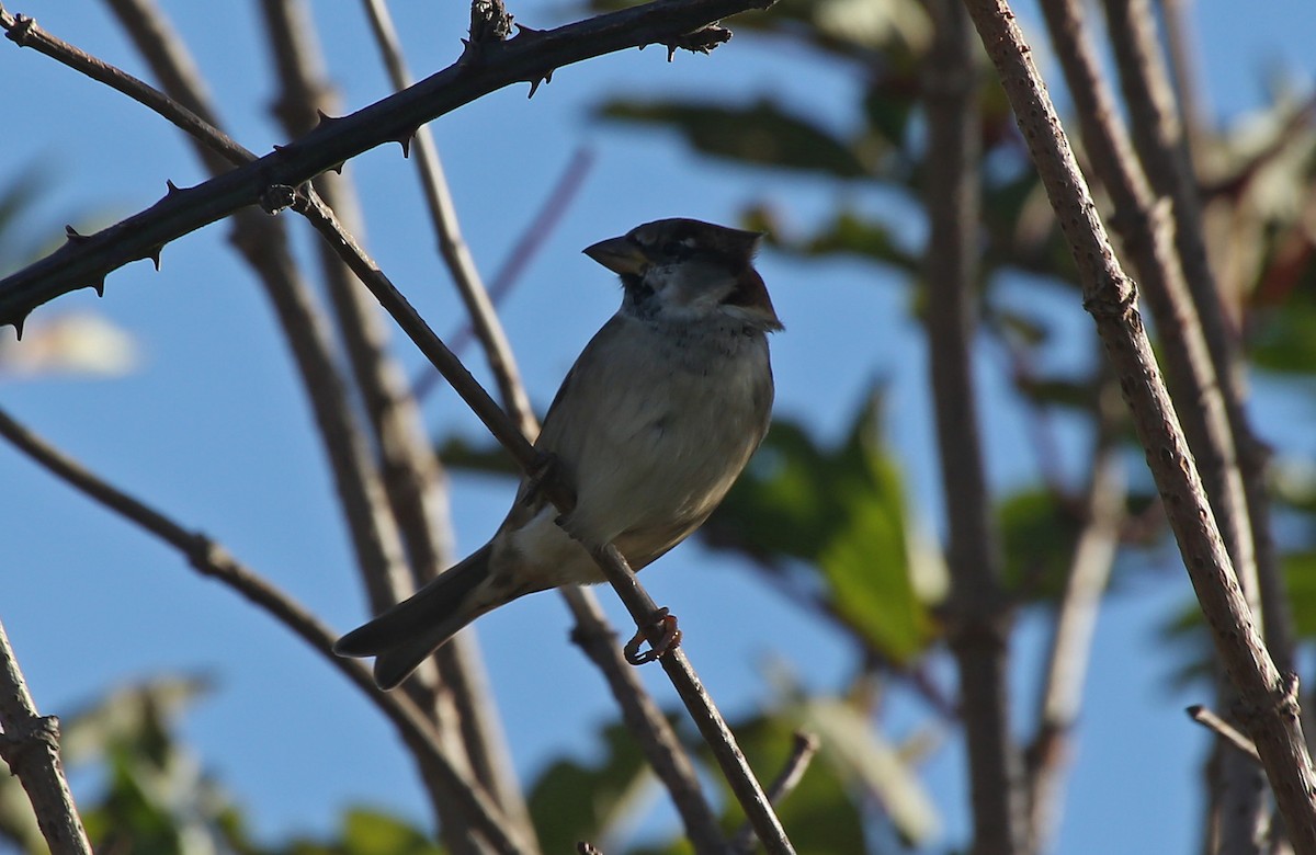 House Sparrow - ML124312651