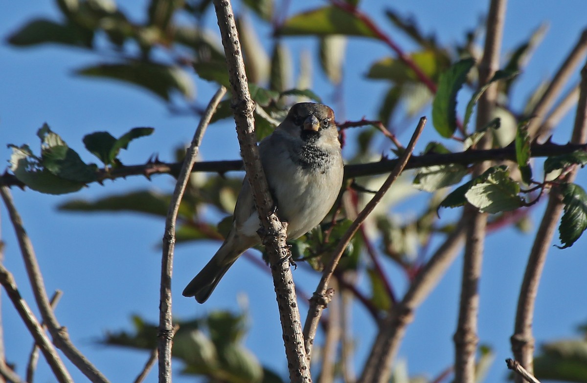 House Sparrow - ML124312661