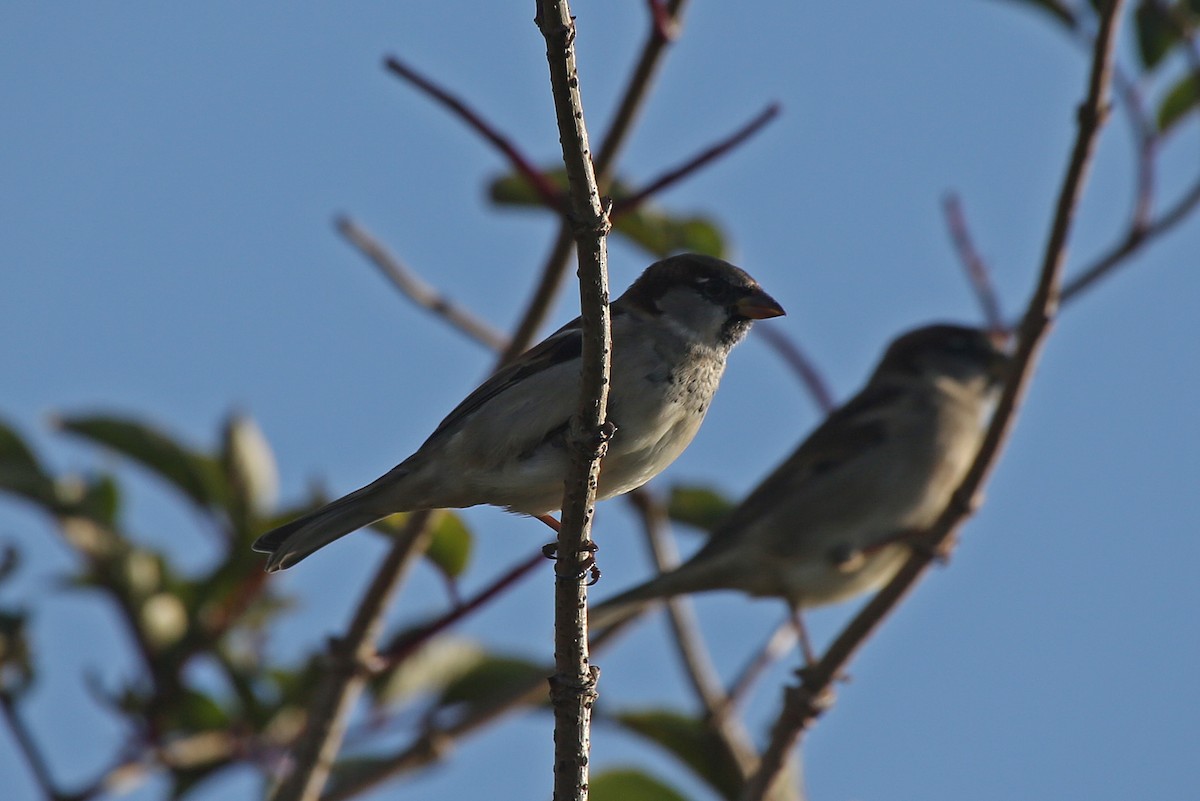 Moineau domestique - ML124312681