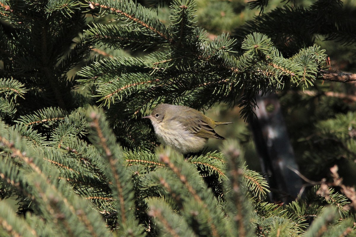 Cape May Warbler - ML124313511