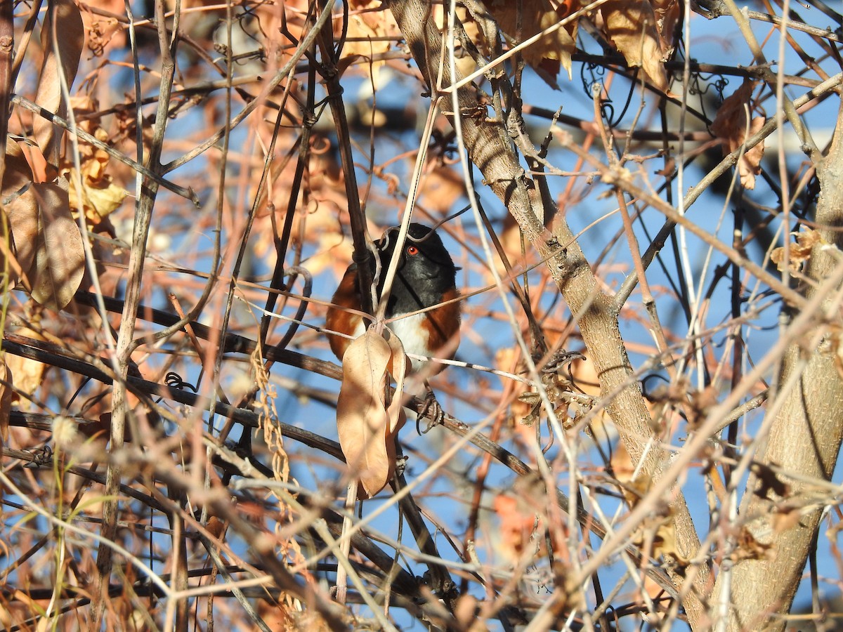 Spotted Towhee - ML124315221