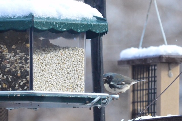 Black-throated Blue Warbler - ML124315231