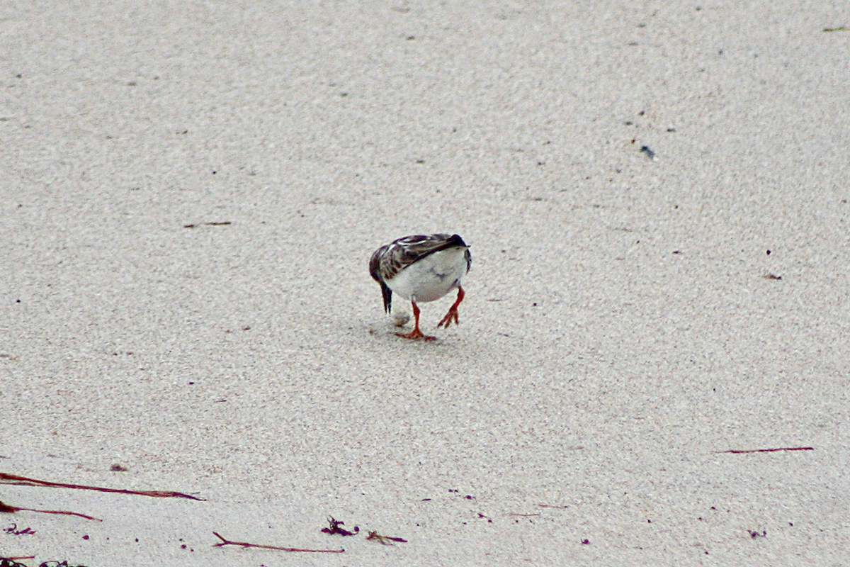 Ruddy Turnstone - ML124316691