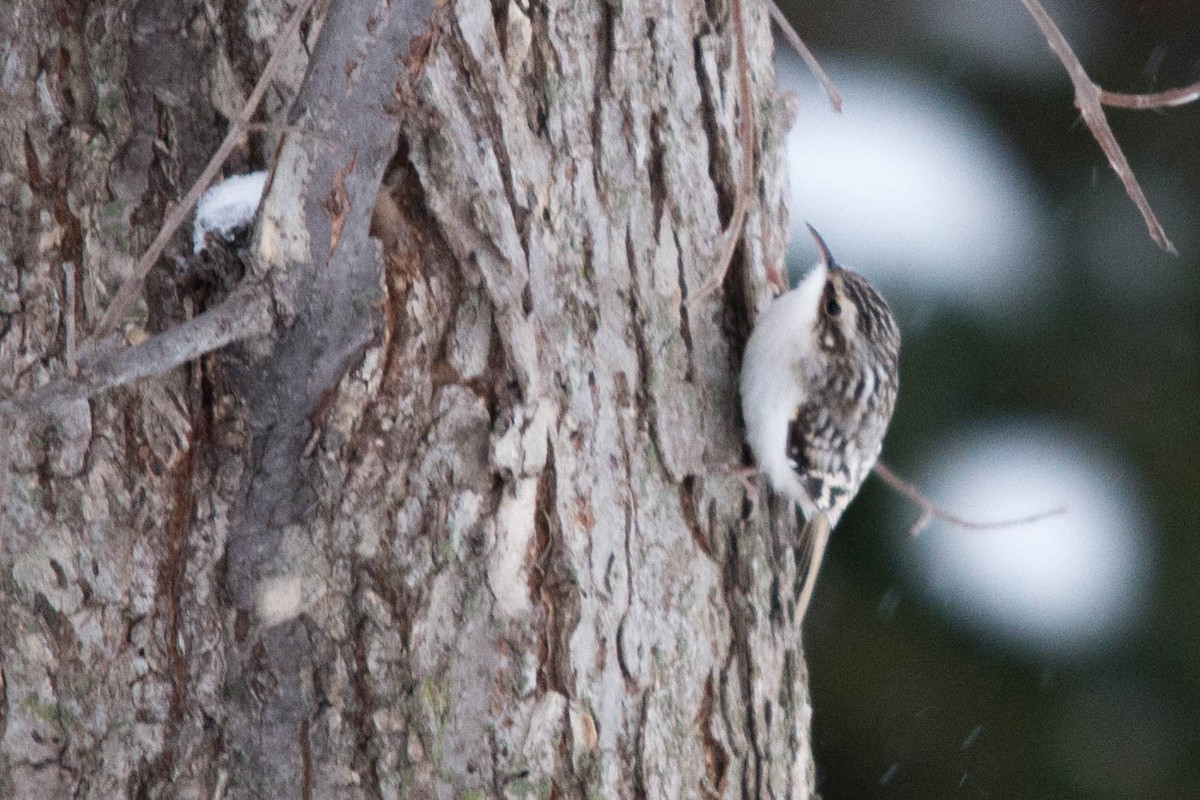 Brown Creeper - ML124316731