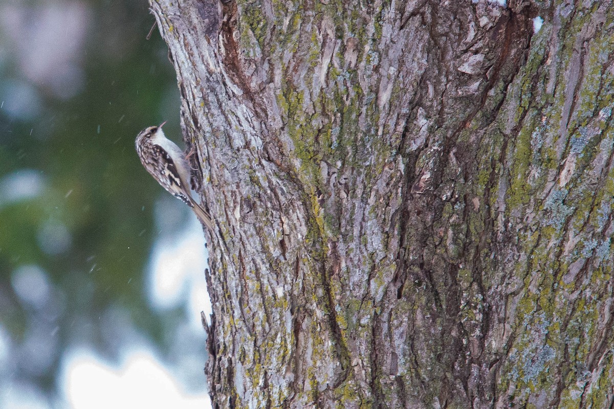 Brown Creeper - ML124316741