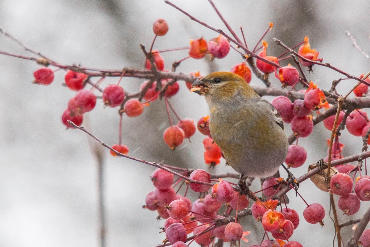 Pine Grosbeak - ML124316821