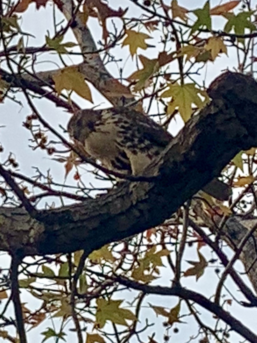 Red-tailed Hawk - ML124317851