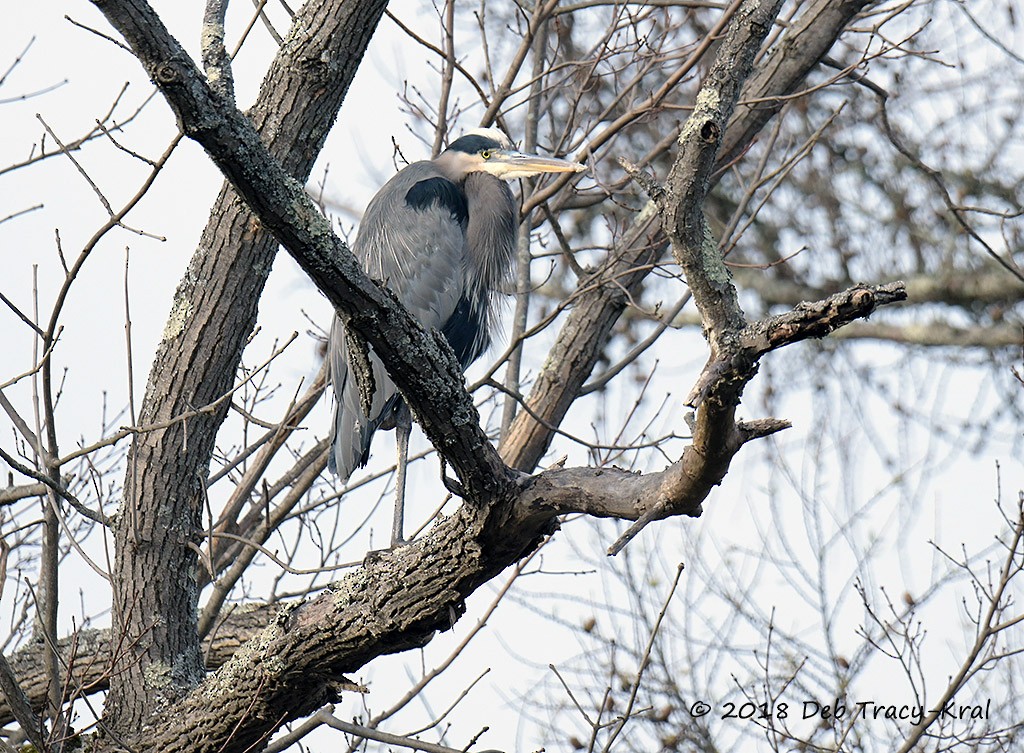 Great Blue Heron - Deborah Kral