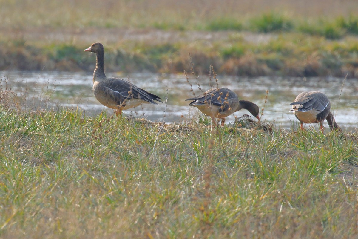 Greater White-fronted Goose - ML124319311