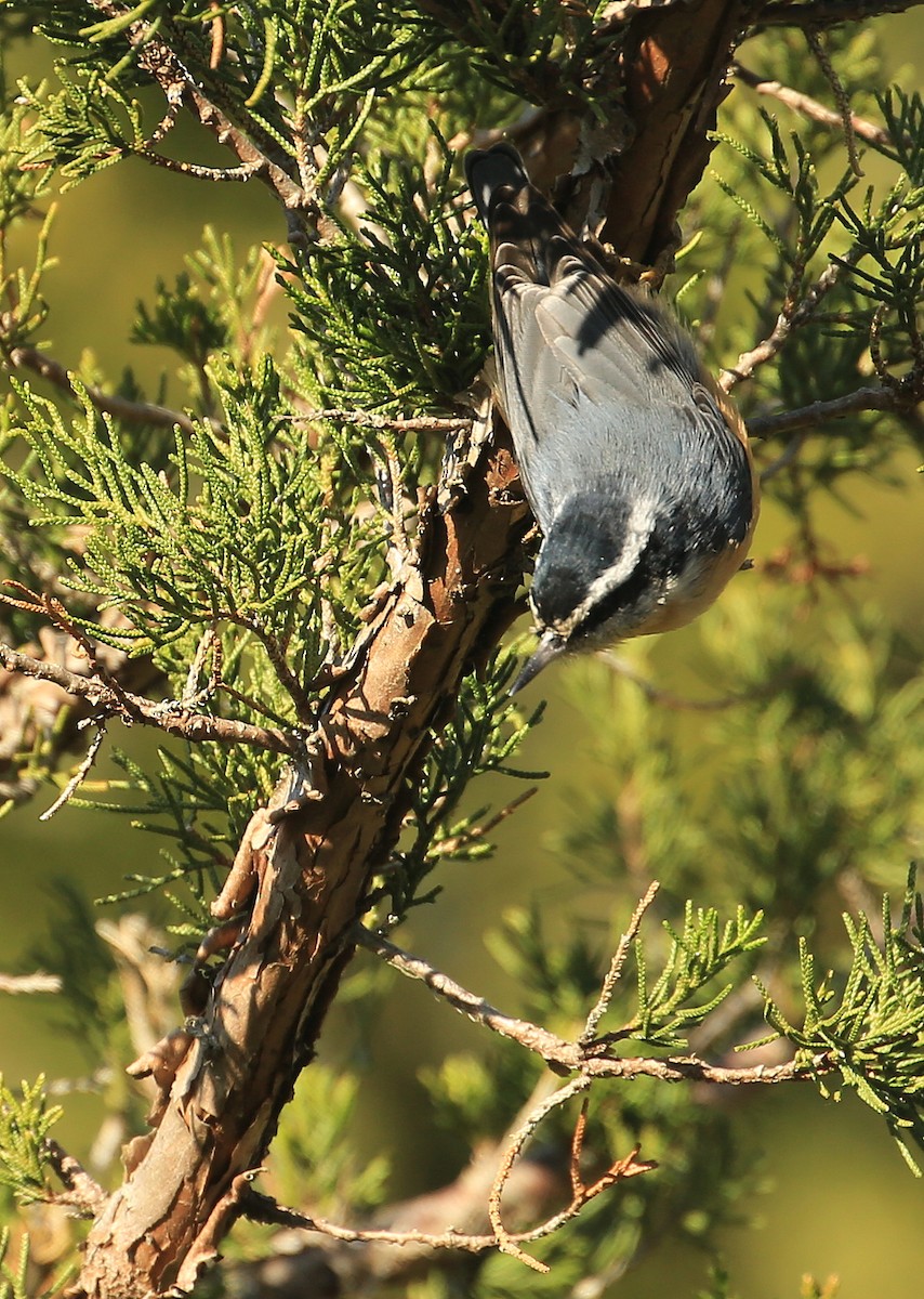 Red-breasted Nuthatch - ML124320441