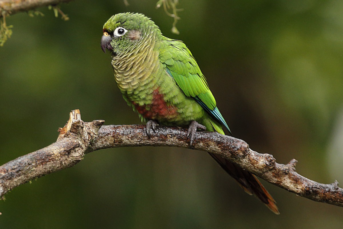 Maroon-bellied Parakeet - ML124324771