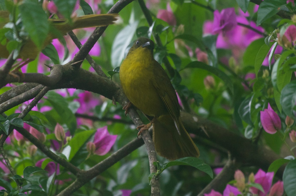 Olive-green Tanager - Jan Cubilla