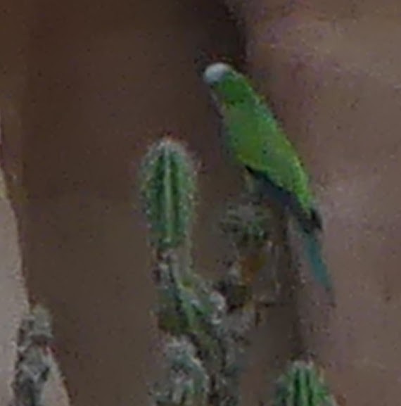 Keşiş Papağanı (luchsi) - ML124325191