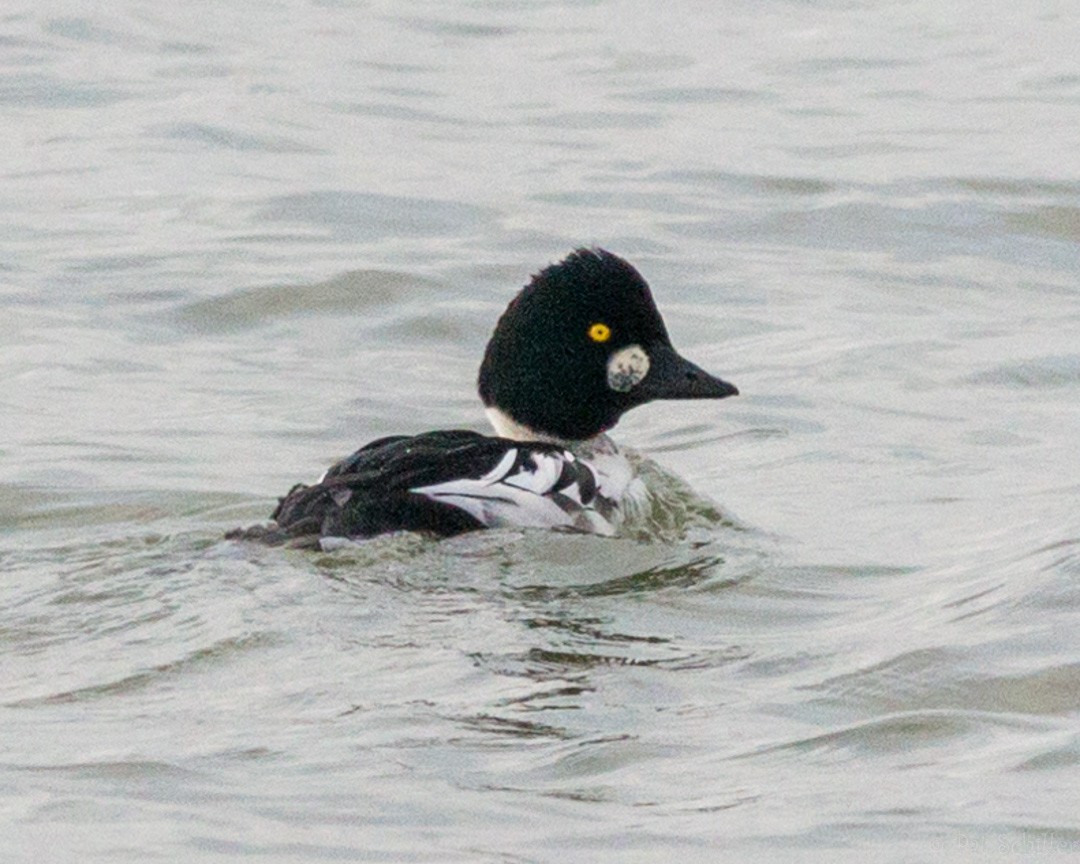 Common Goldeneye - ML124327921