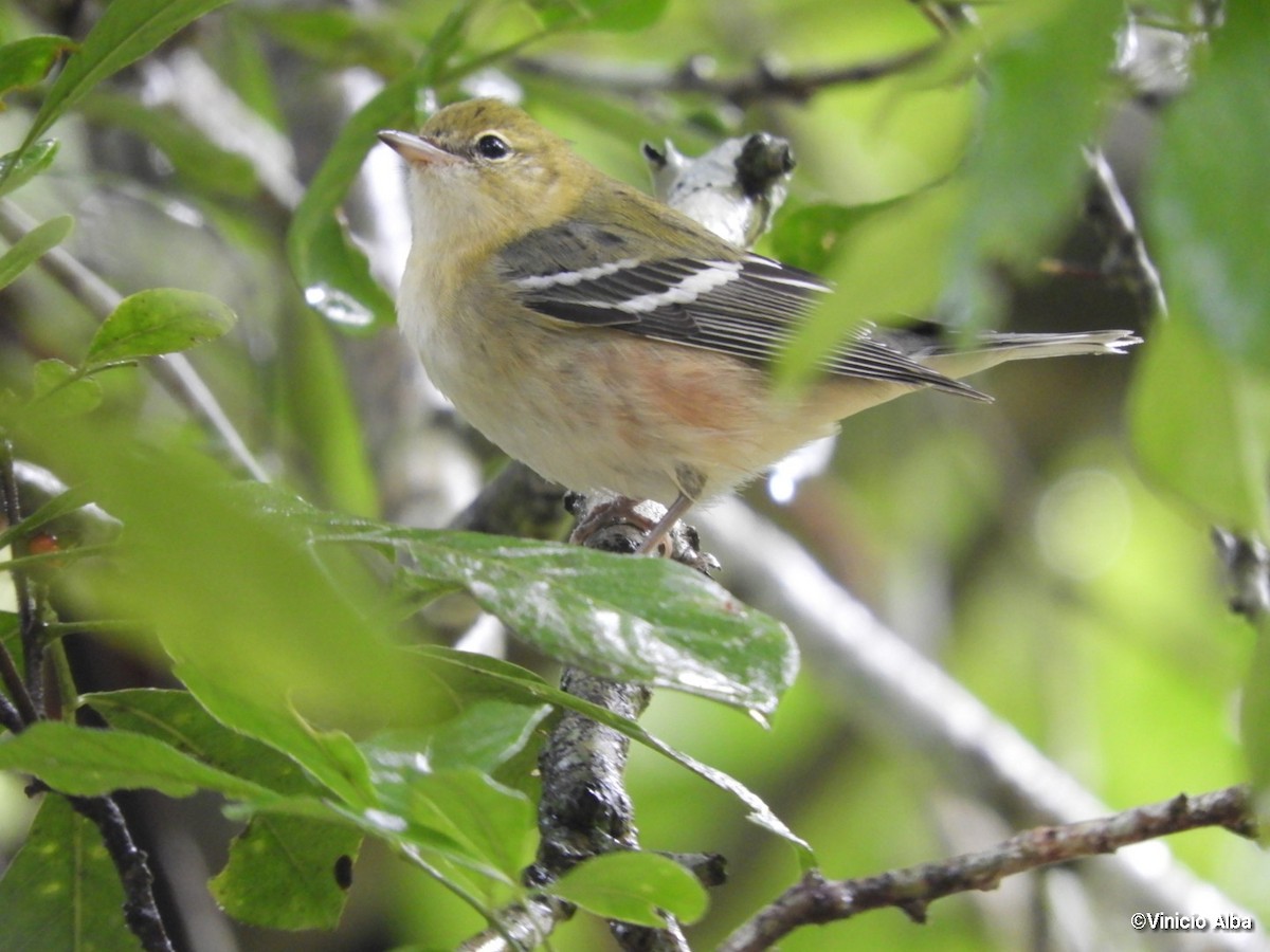 Braunkehl-Waldsänger - ML124328021